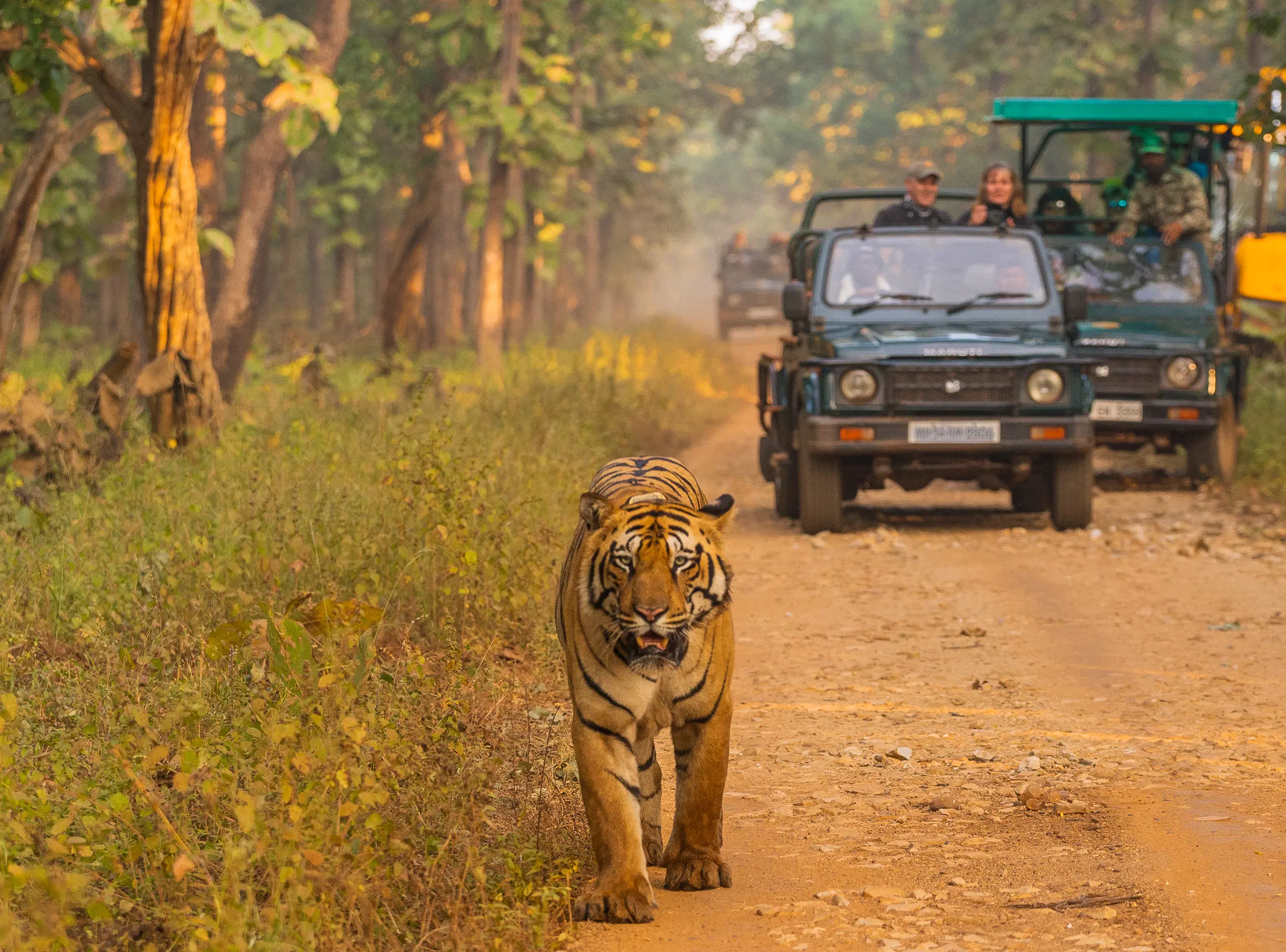 Jeep safari in Mudumalai Tiger Reserve with elephants visible